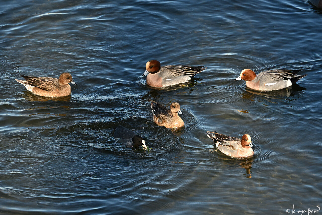 260112X-705x1280 ¿�����и�¦ �ҥɥꥬ��