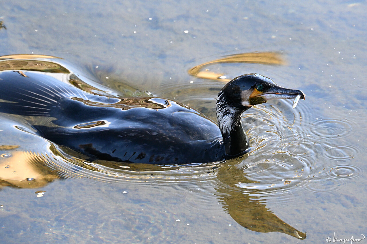 260113X-418x1280 ���� ���復