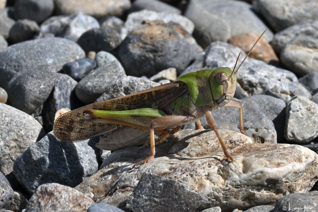 多摩川河川敷のトノサマバッタ バッタ 022 ベランダの訪問者たち