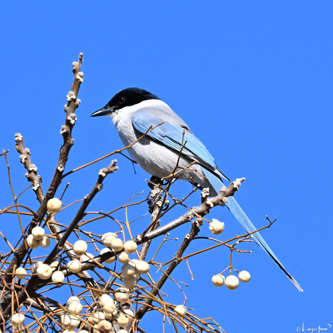 260123X-309x1280 ���ʥ�