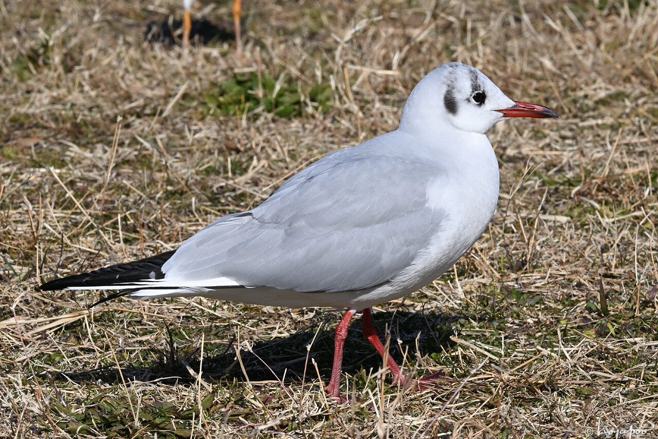 260116X-1531x1280 ��ꥫ���