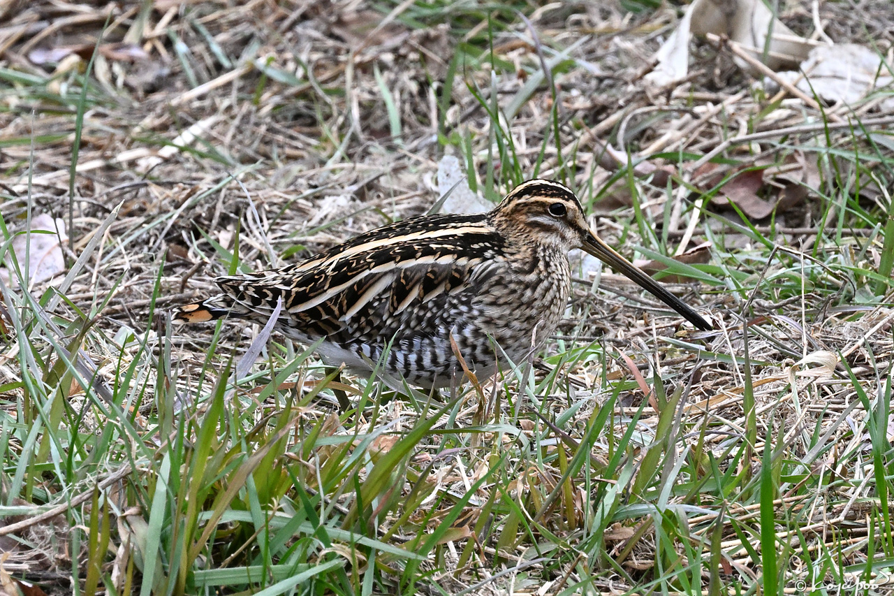 260128X-228x1280 ����