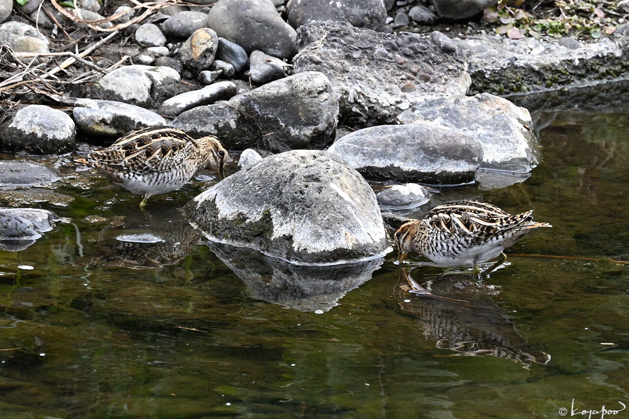 260128X-557x1280 ����