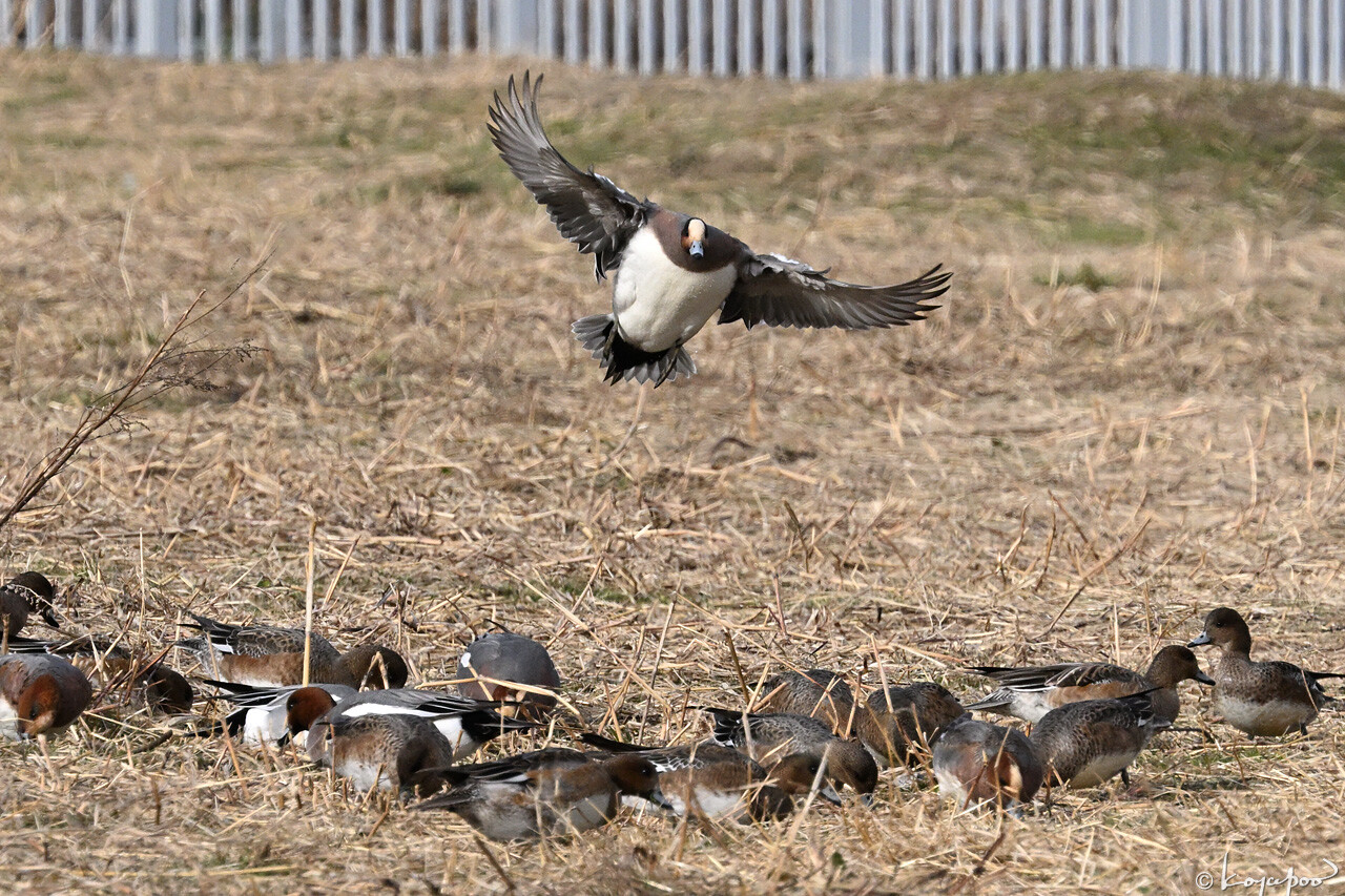 260105X-1123x1280 ¿�����и�¦ �ҥɥꥬ��