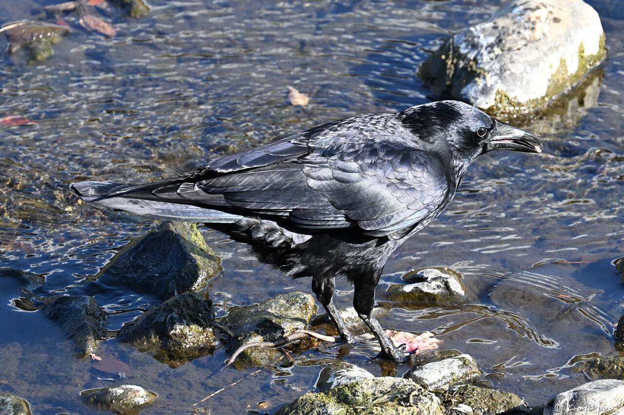 260113X-684x1280 ���� �ϥ��ܥ����饹