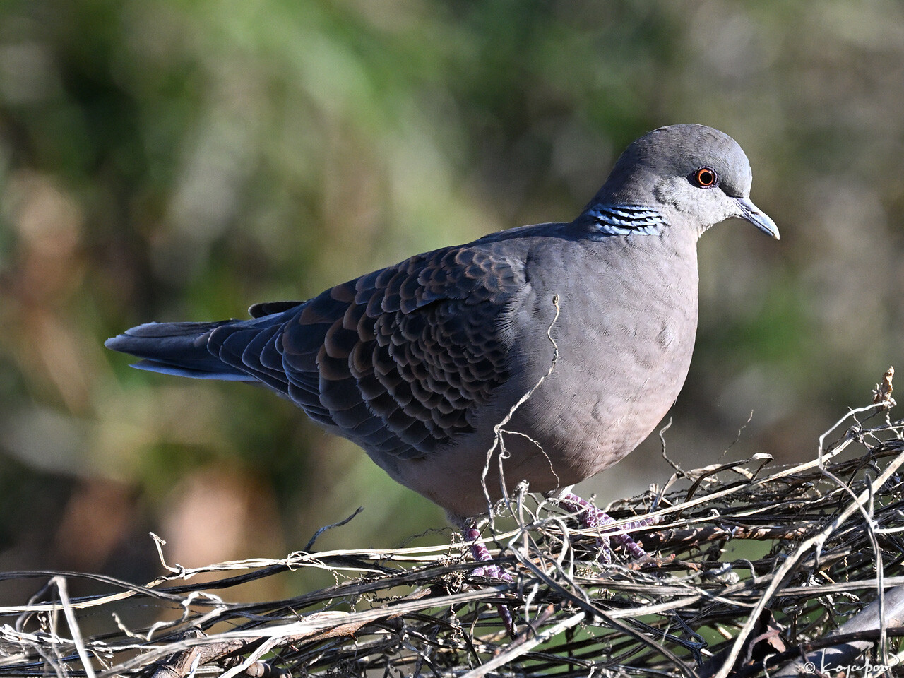 260113X-719x1280 ���� �����Х�