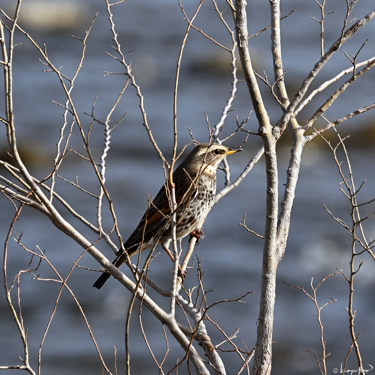 260115X-505x1280 ¿�����и�¦ �ĥ���