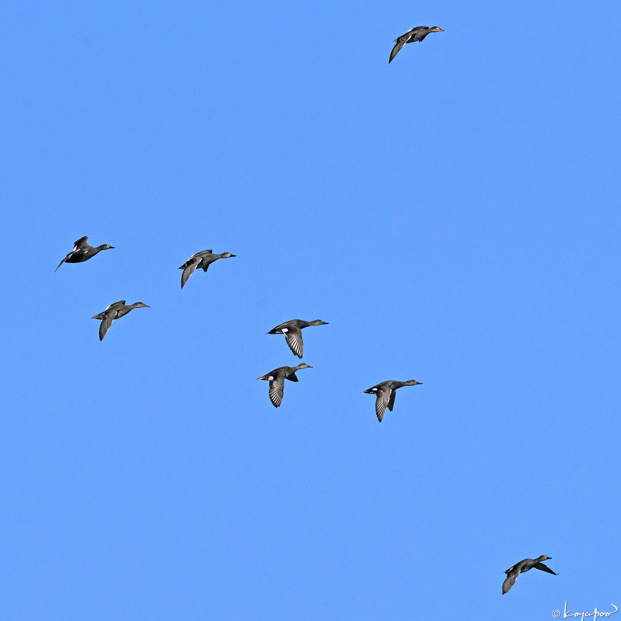 260112X-119x1280 ¿�����и�¦ �����襷����