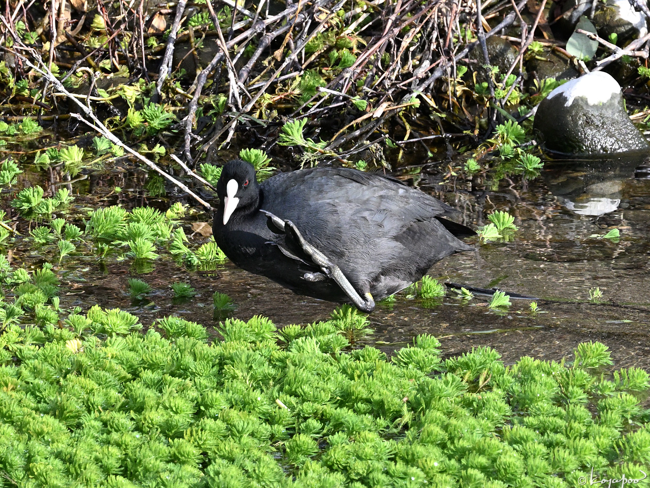 260119X-238x1280 ¿�����и�¦ �����Х�