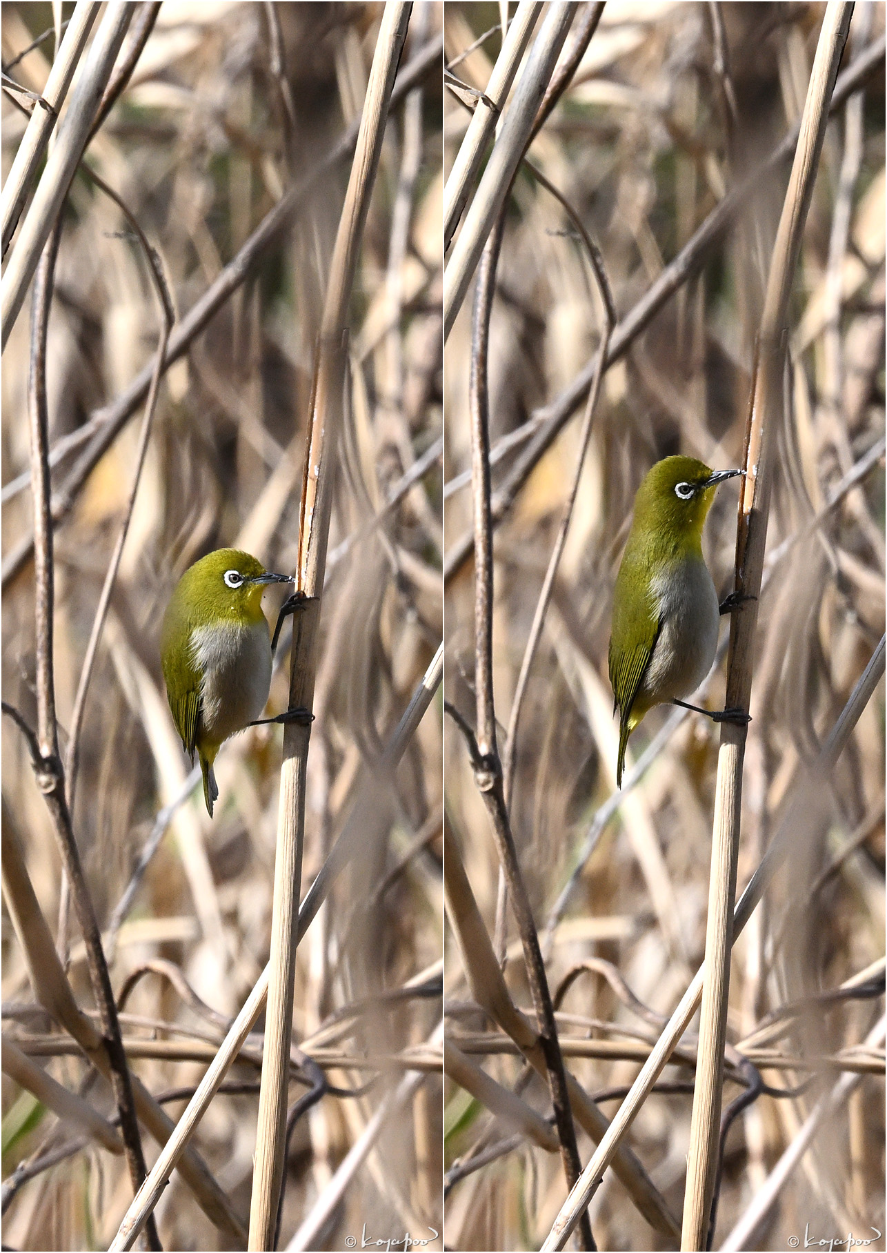 260115X-1649�᥸��2���� ¿�����и�¦ �᥸��