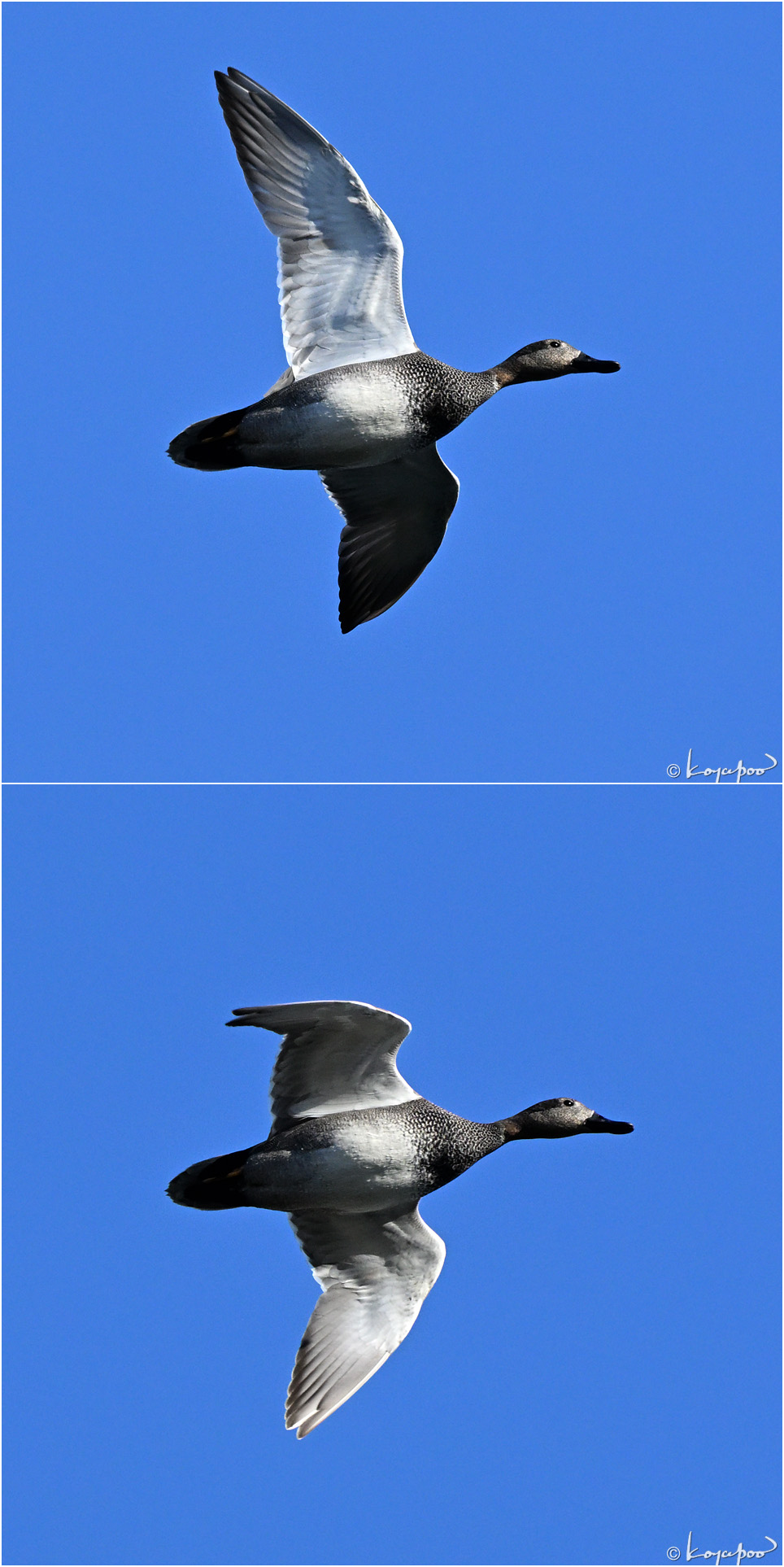 260112X397 �����襷����2���� ¿�����и�¦ �����襷����