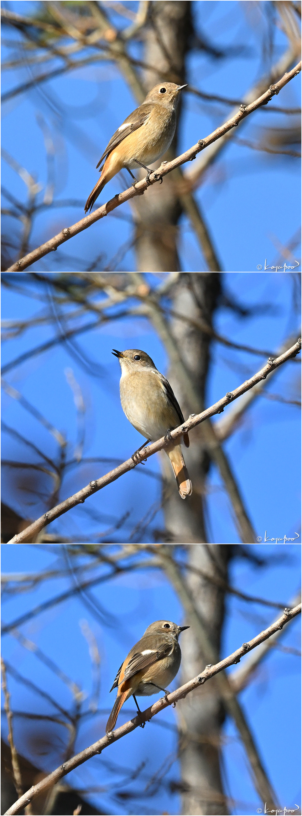 260108X-716���祦�ӥ���3���� ¿�����и�¦