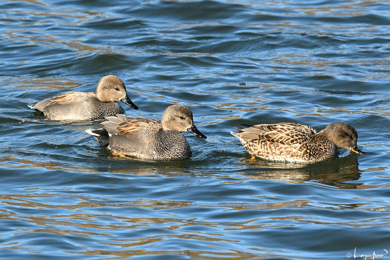 260109X-160x1280 ¿�����и�¦ �����襷����