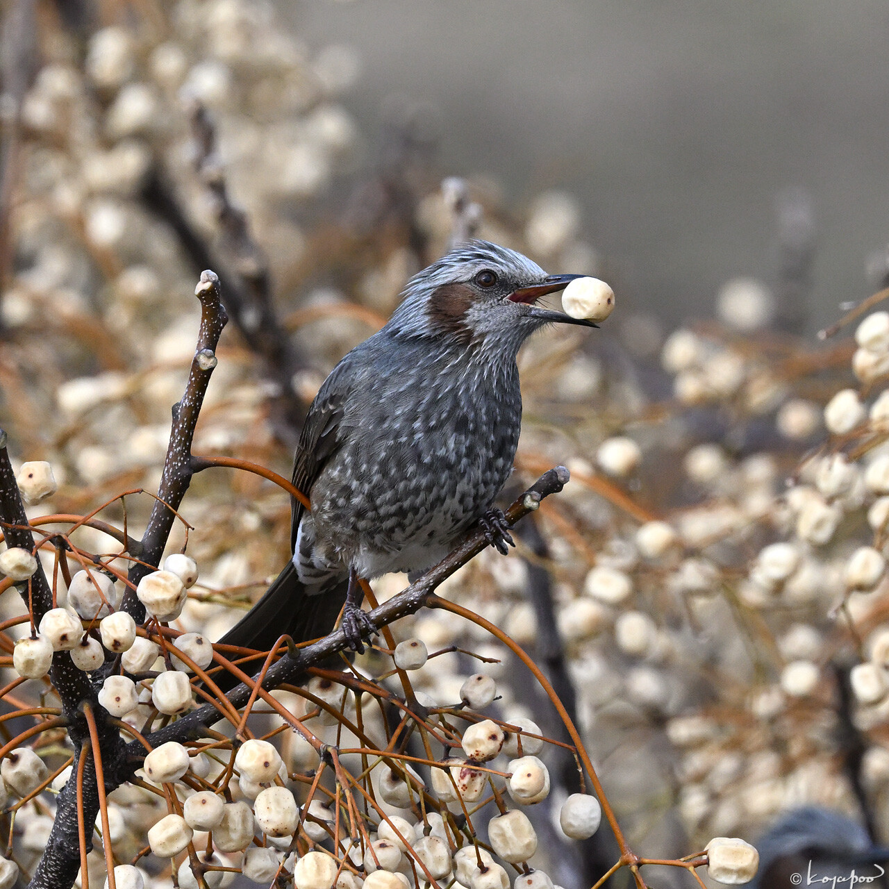 260119X-2027x1280 ¿�����и�¦ �ҥ�ɥ�