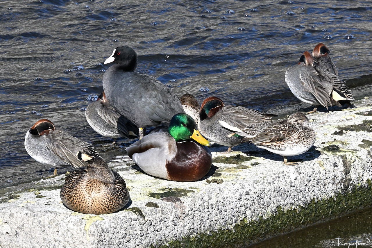 260108X-1093x1280 ¿�����и�¦ �ޥ��� ������