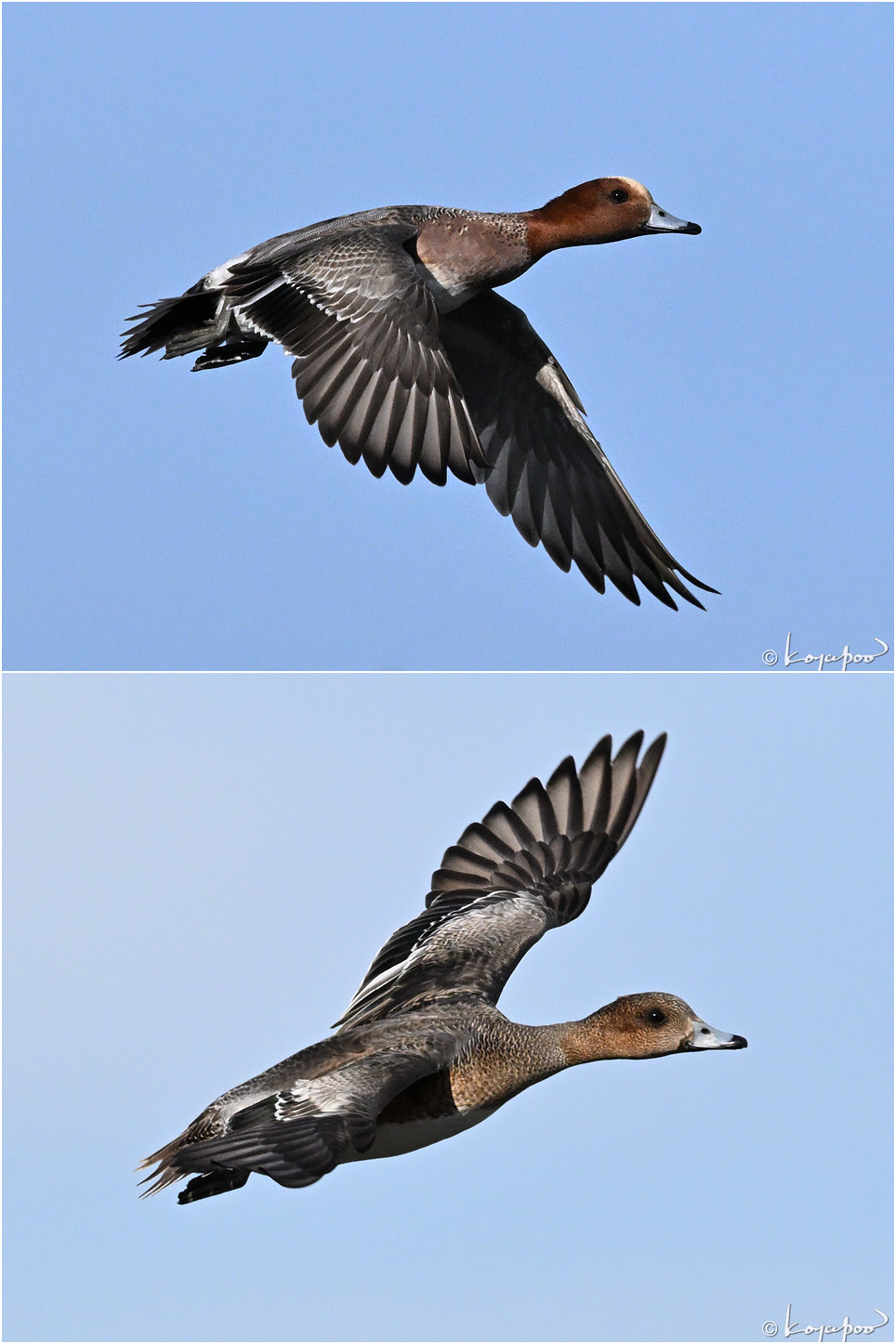 260105X-227�ҥɥꥬ��2���� ¿�����и�¦