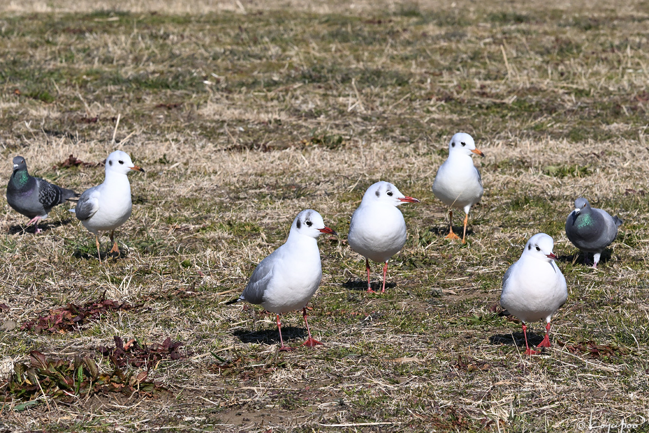 260116X-1576x1280 ��ꥫ���