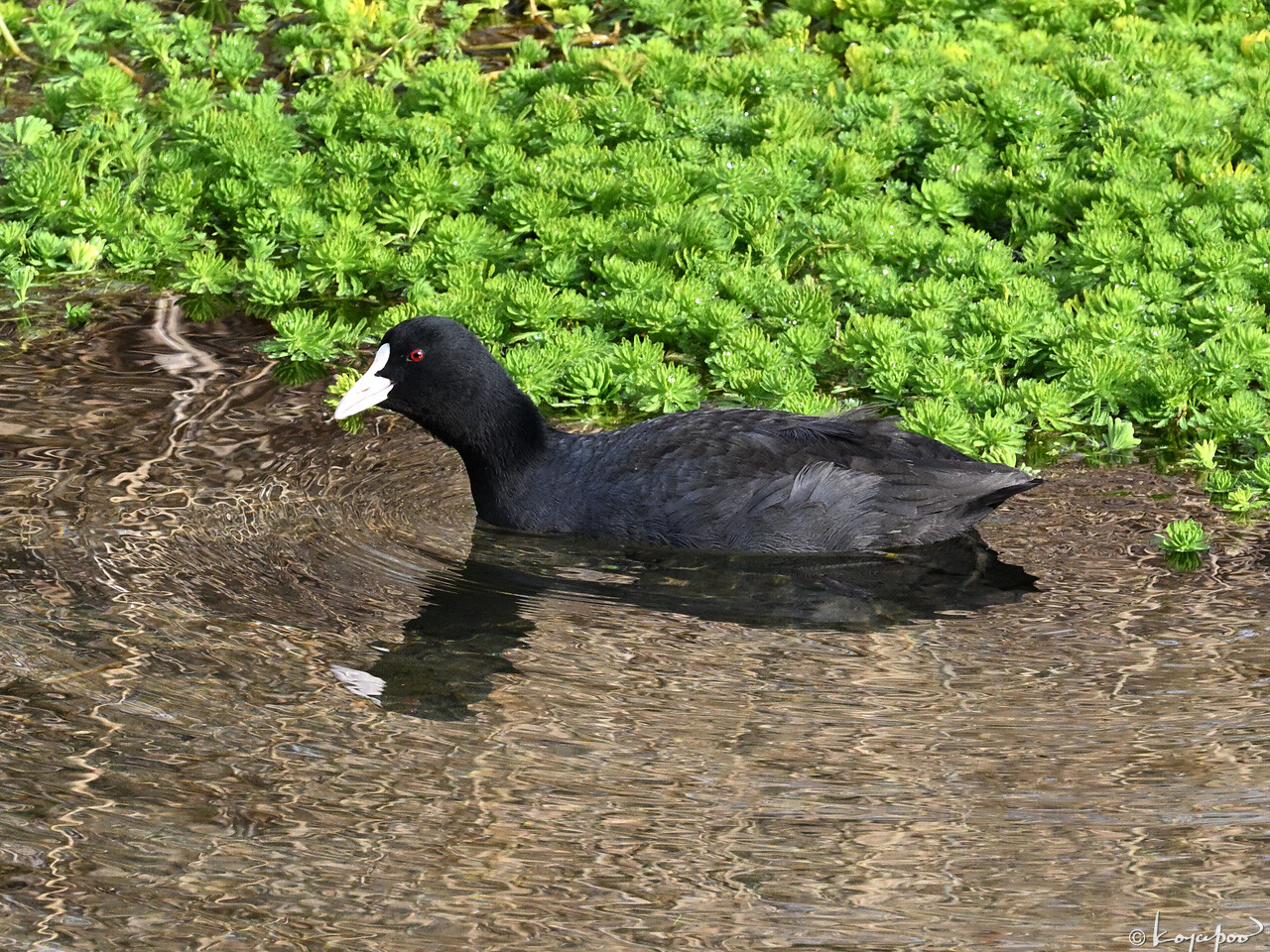 260119X-218x1280 ¿�����и�¦ �����Х�