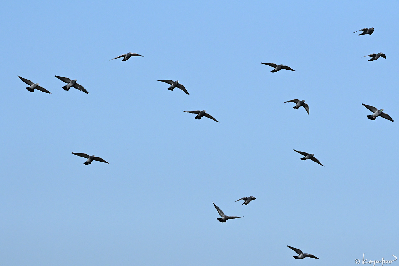 260113X-841x1280 ���� �����Х�