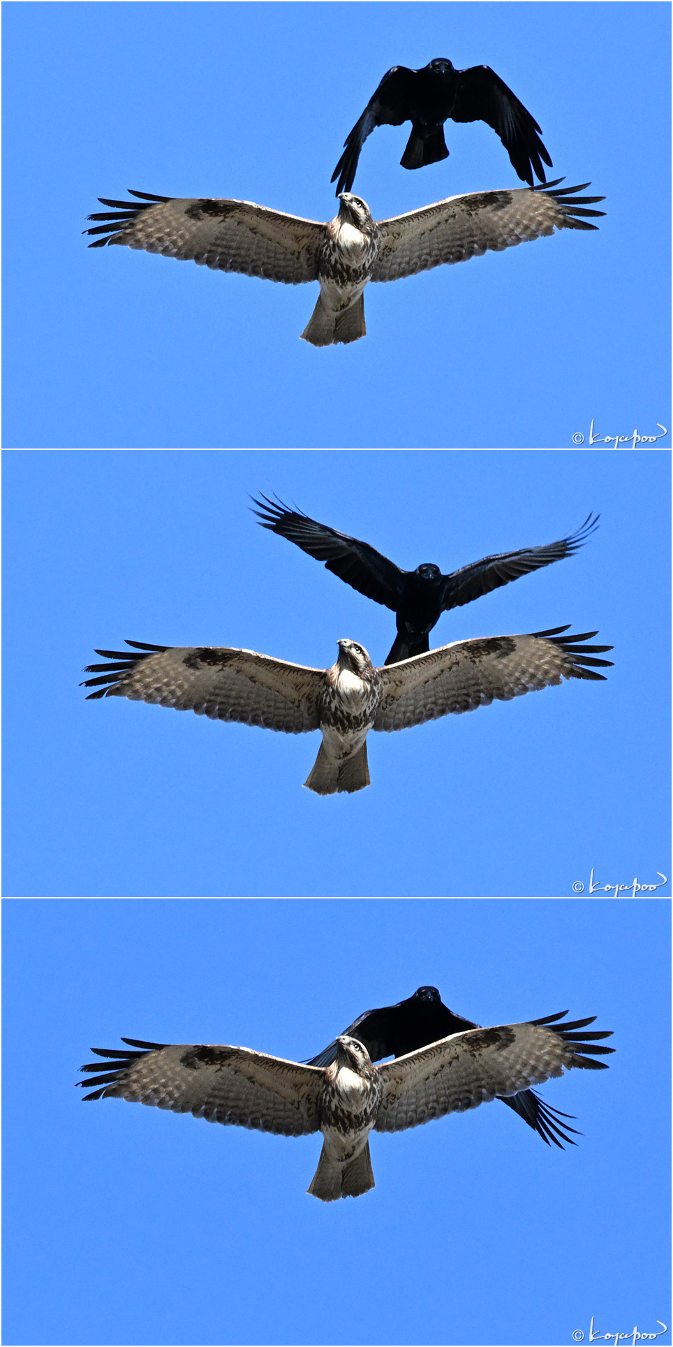 260112X-791�Υ���3���� ¿�����и�¦ �Υ���