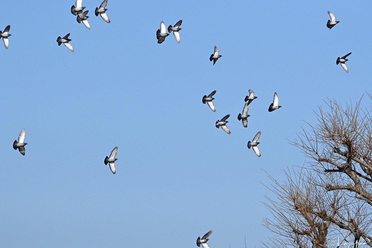 260113X-846x1280 ���� �����Х�