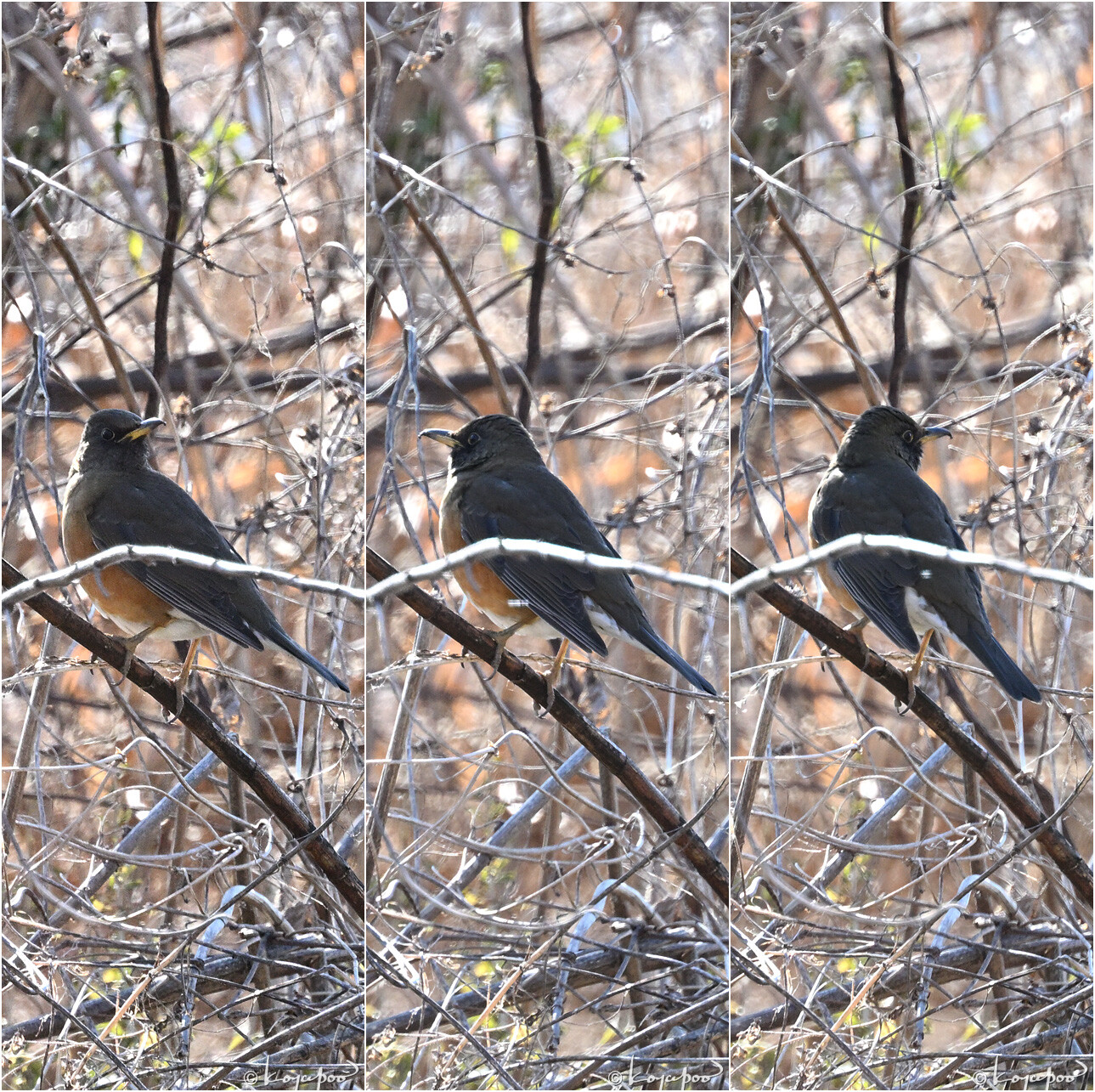 260202X-073_01�����ϥ�3����