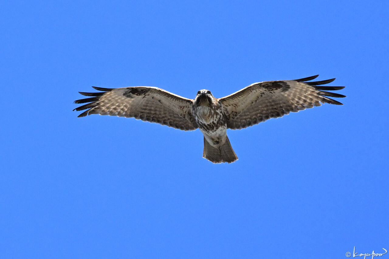 260112X-803x1280 ¿�����и�¦ �Υ���