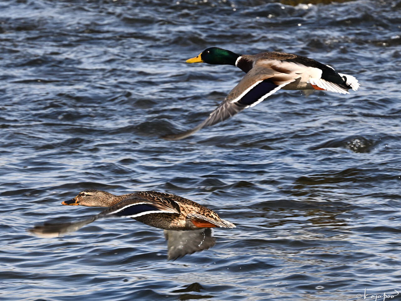 260115X-1113x1280 ¿�����и�¦ �ޥ���