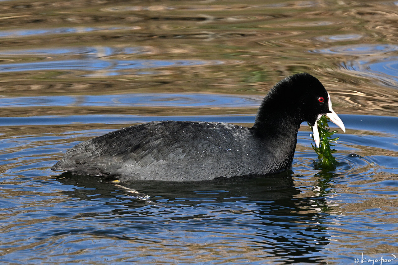 260112X-559x1280 ¿�����и�¦ �����Х�