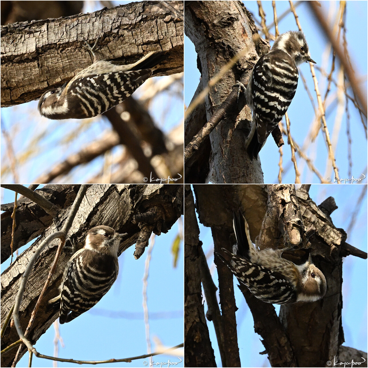 260115X-1247������4���� ¿�����и�¦