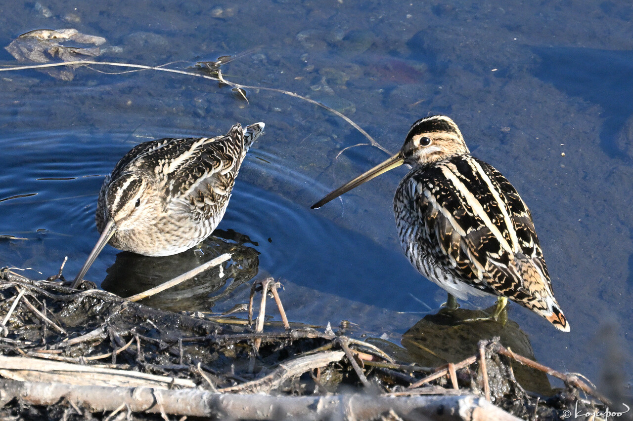 260113X-078x1280 ���� ������