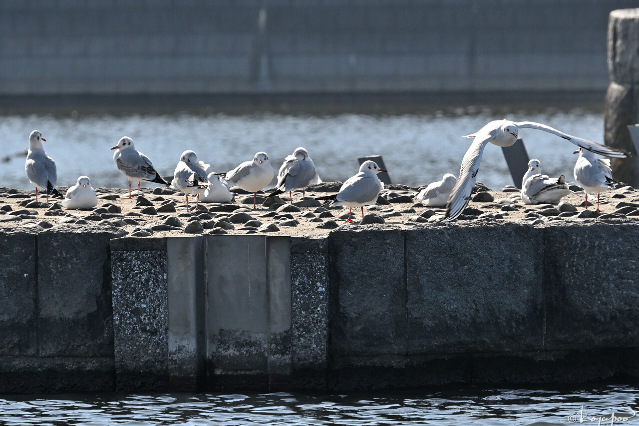 260116X-1186x1280 ��ꥫ���