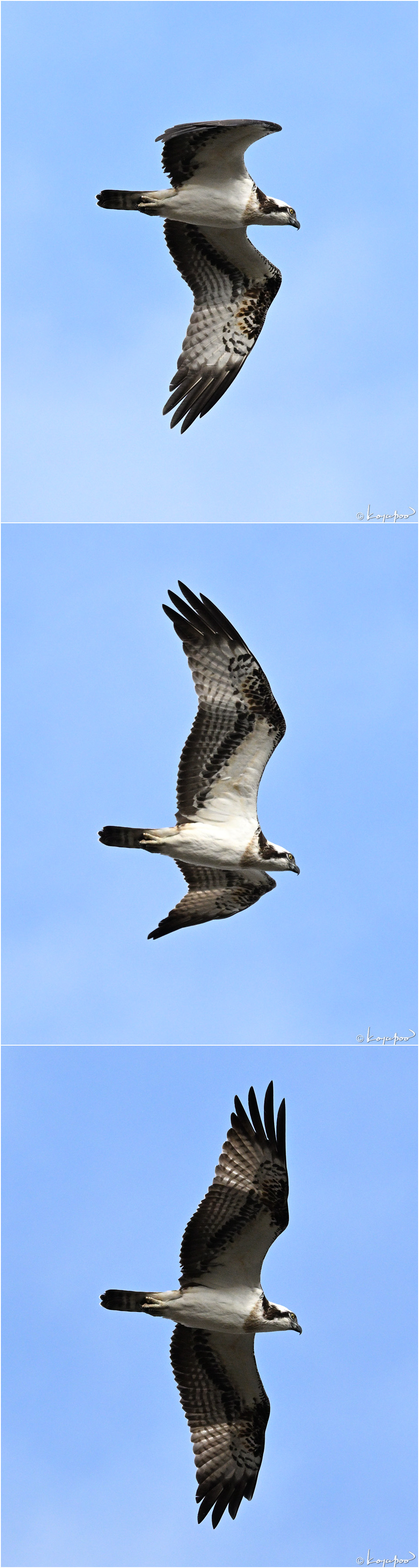 260119X-898�ߥ���3���� ¿�����и�¦