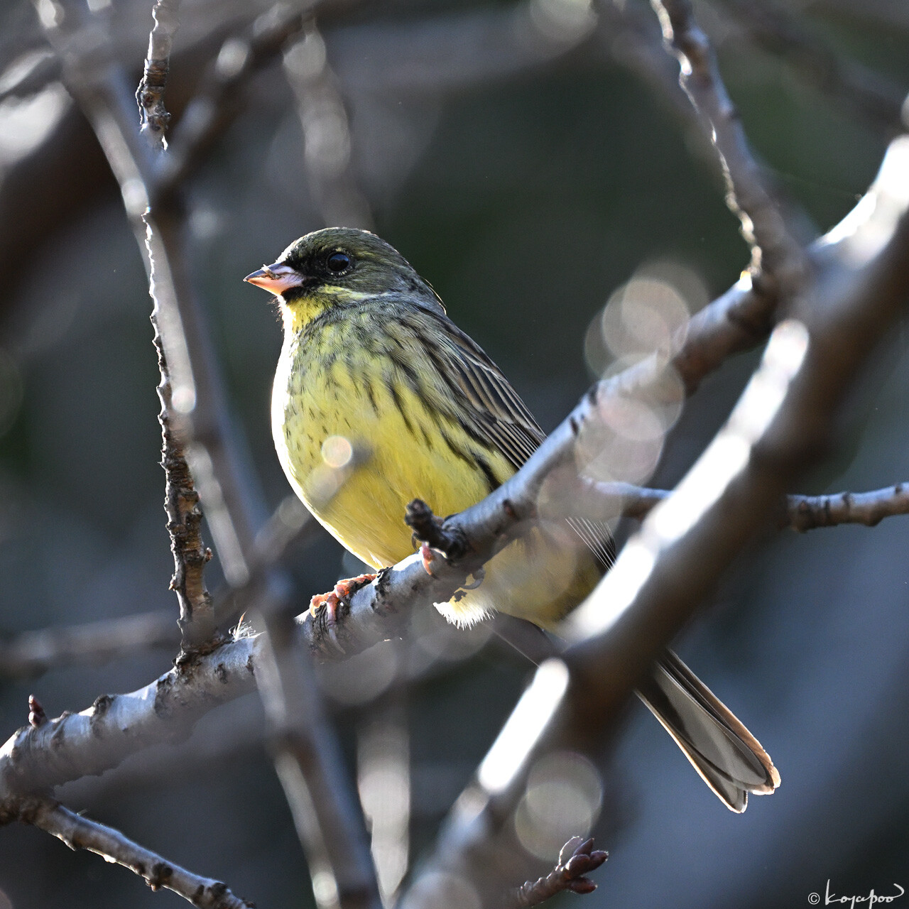 260113X-909x1280 ���� ������