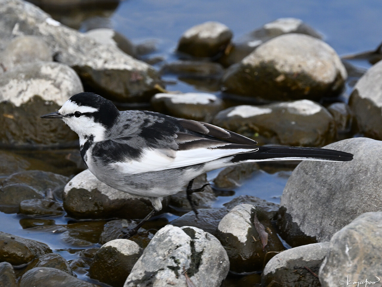 260119X-547x1280 ¿�����и�¦ �ϥ������쥤