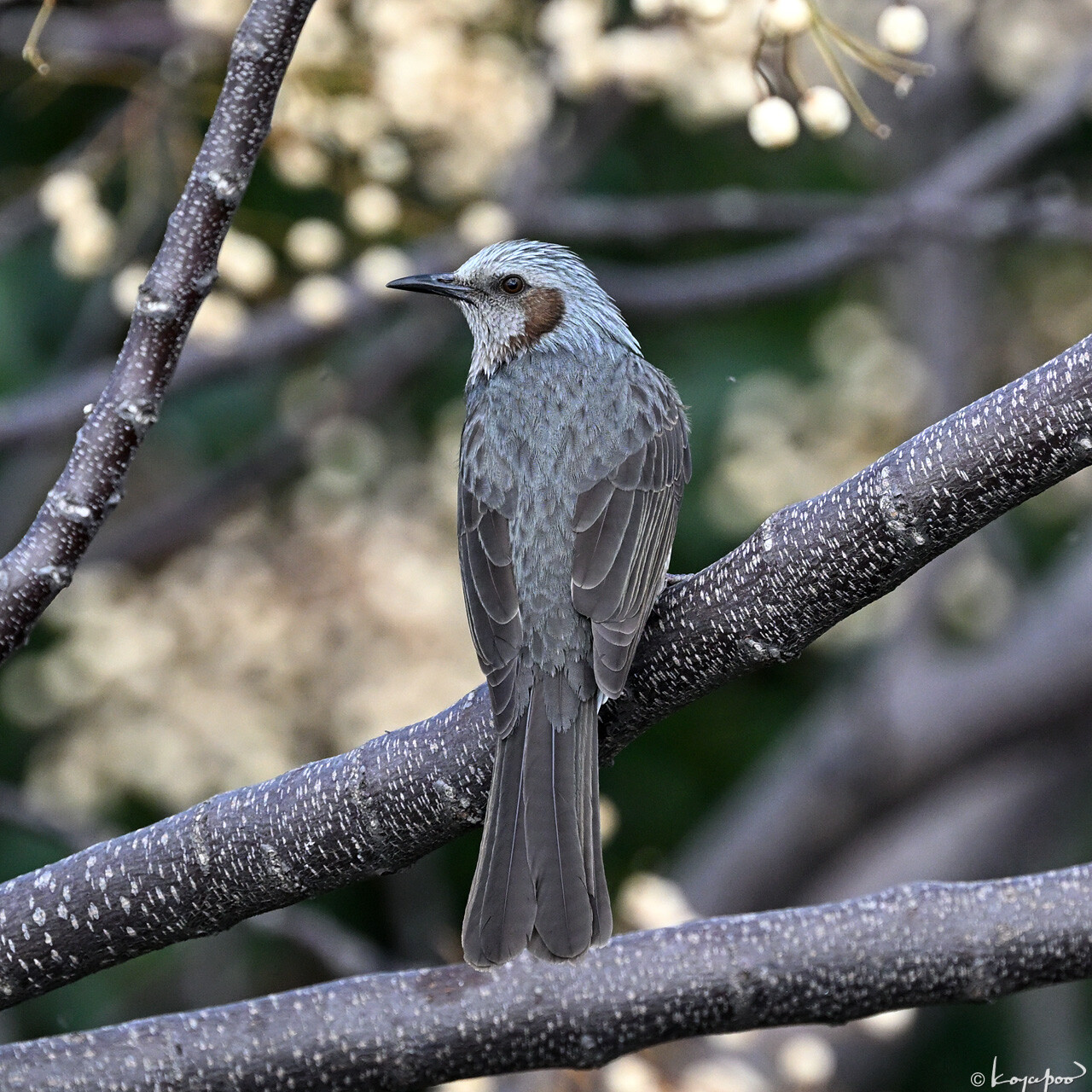 260119X-1977x1280 ¿�����и�¦ �ҥ�ɥ�