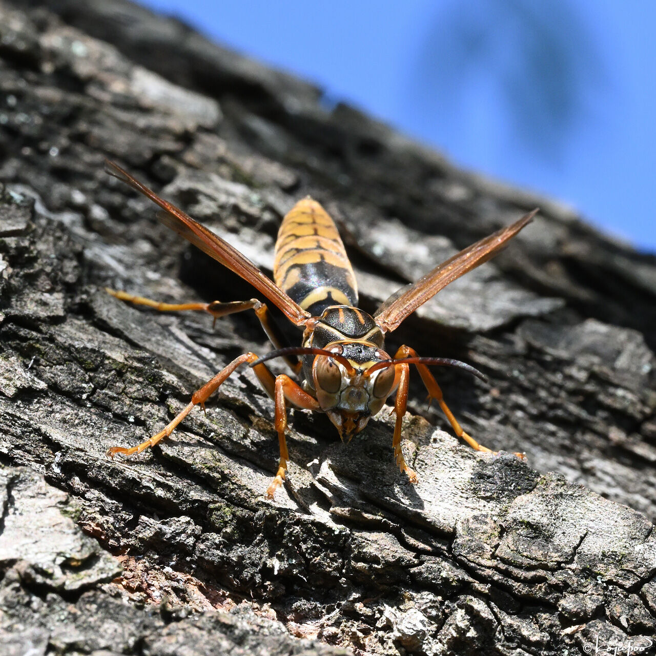 多摩川河川敷のセグロアシナガバチ ハチ 060 ベランダの訪問者たち
