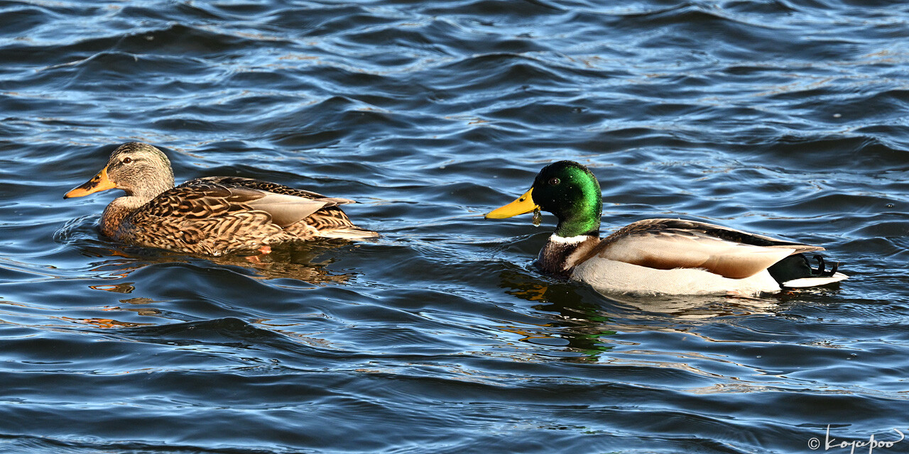 260103X-1263x1280 ¿�����и�¦ �ޥ���