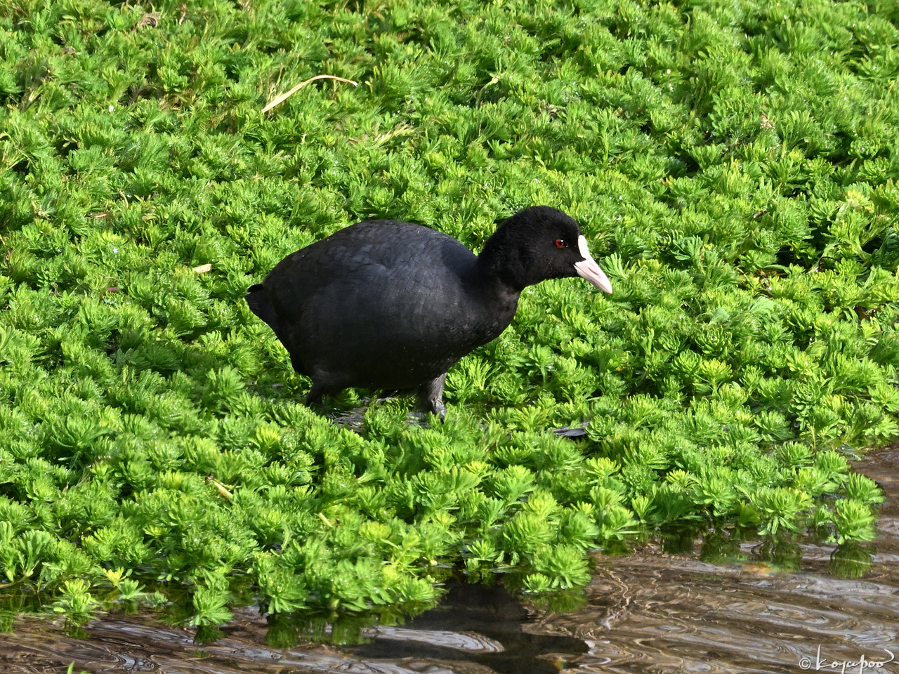 260119X-192x1280 ¿�����и�¦ �����Х�