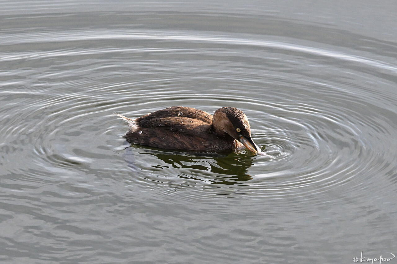 260115X-181x1280 ¿�����и�¦ �����ĥ֥�