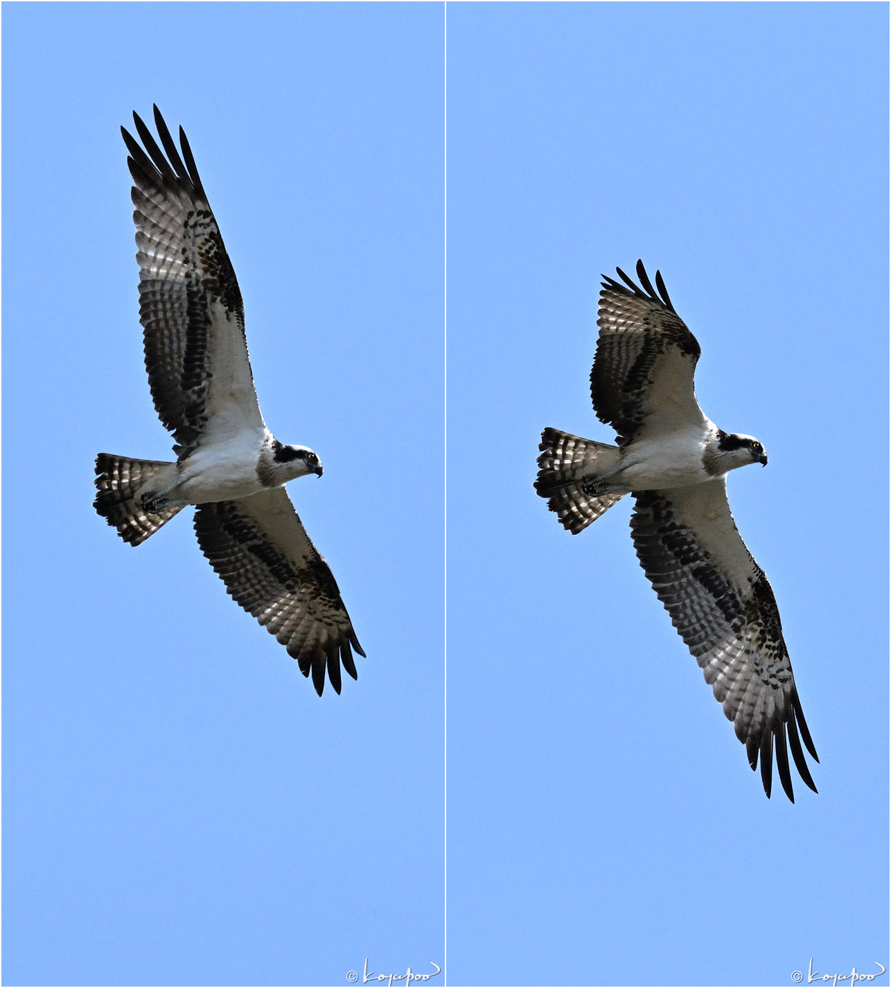 260119X-1642�ߥ���2���� ¿�����и�¦