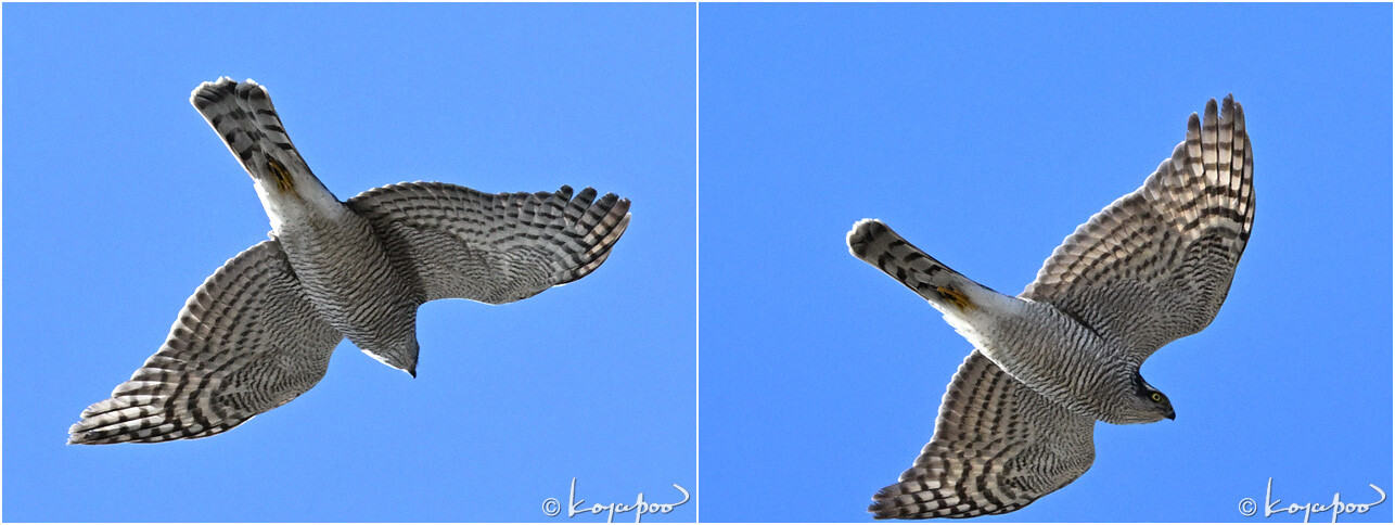 260123X-493�ϥ�����2����-2