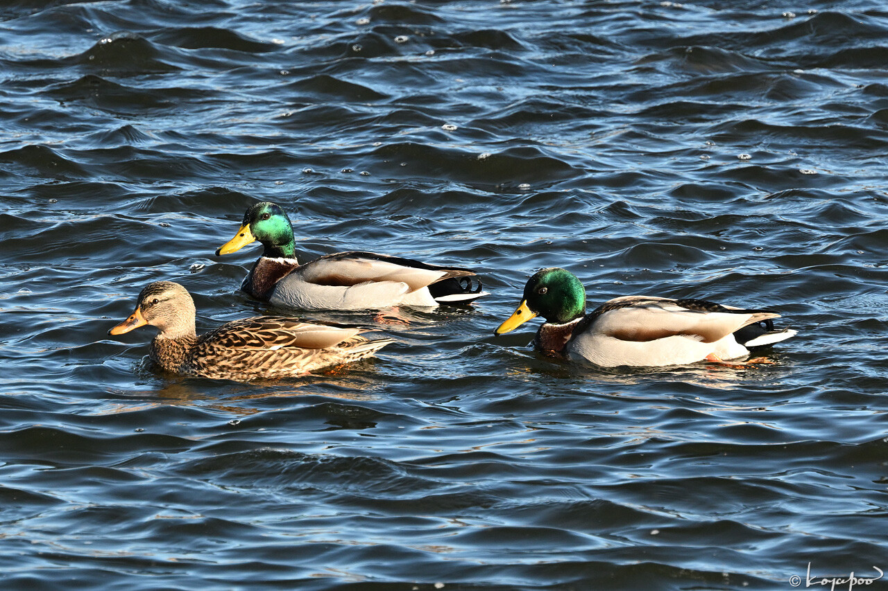 260112X-060x1280 ¿�����и�¦ �ޥ���