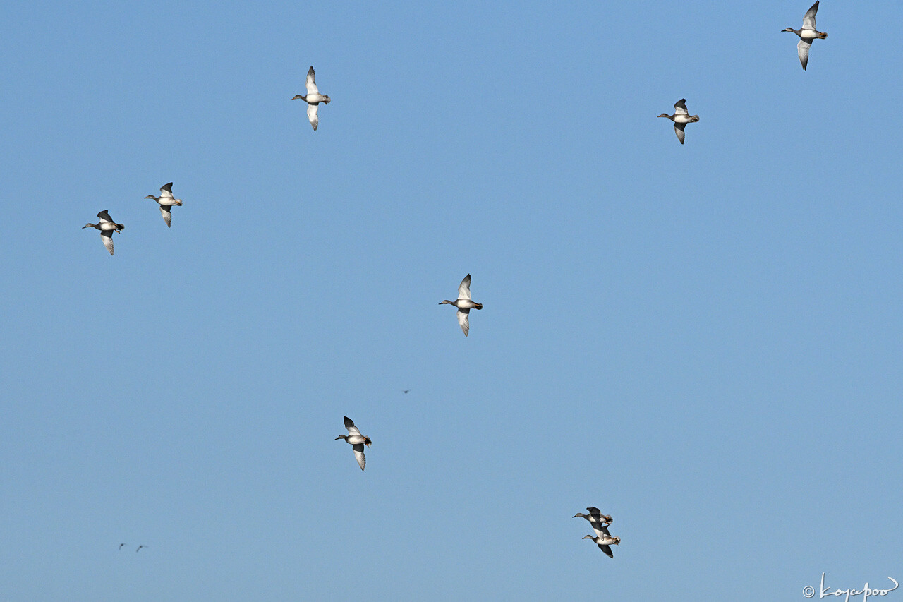 260112X-192x1280 ¿�����и�¦ �����襷����