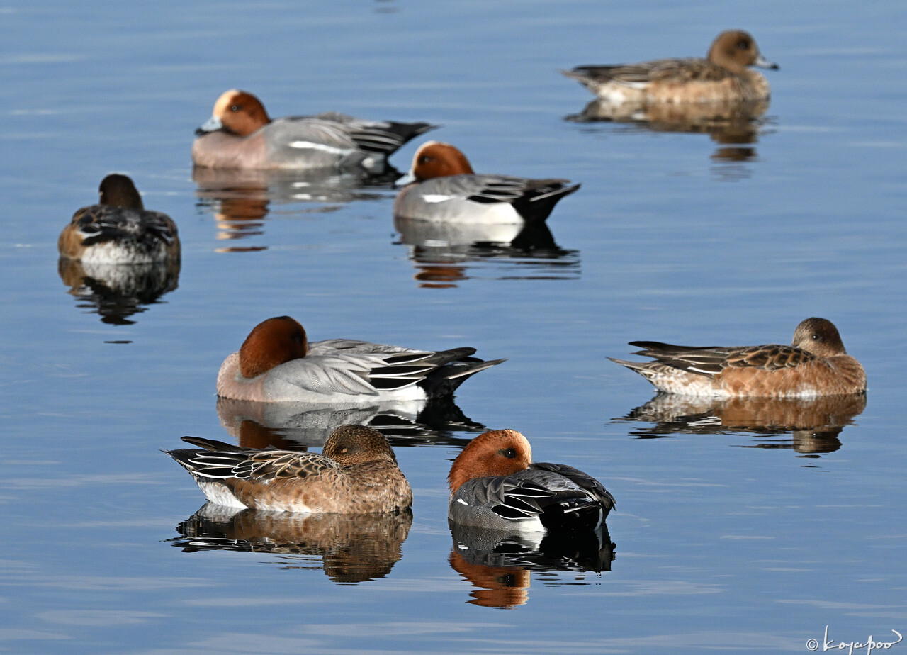 260105X-883x1280 ¿�����и�¦ �ҥɥꥬ��