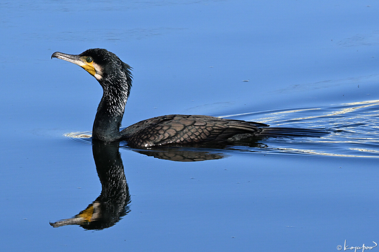 260108X-324x1280 ¿�����и�¦ ���復