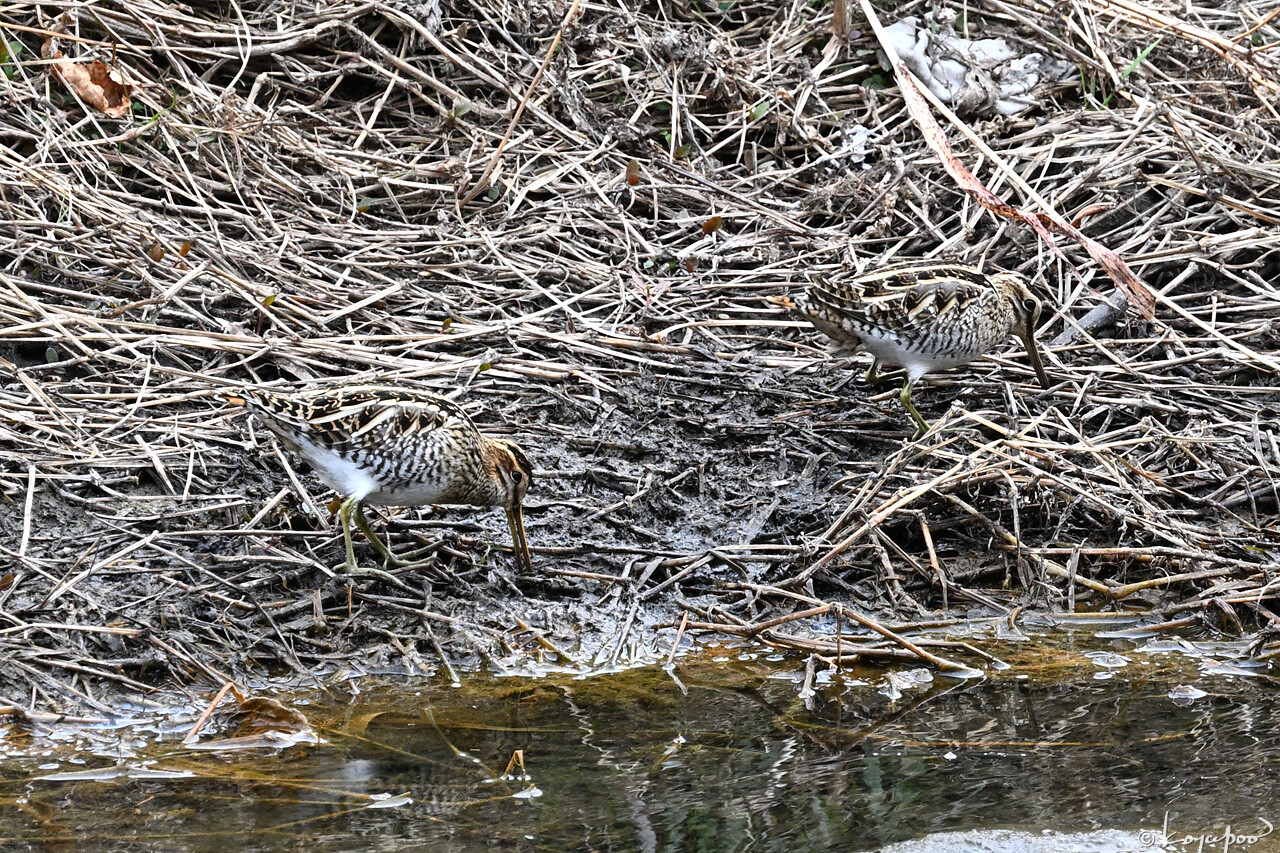 260128X-717x1280 ����