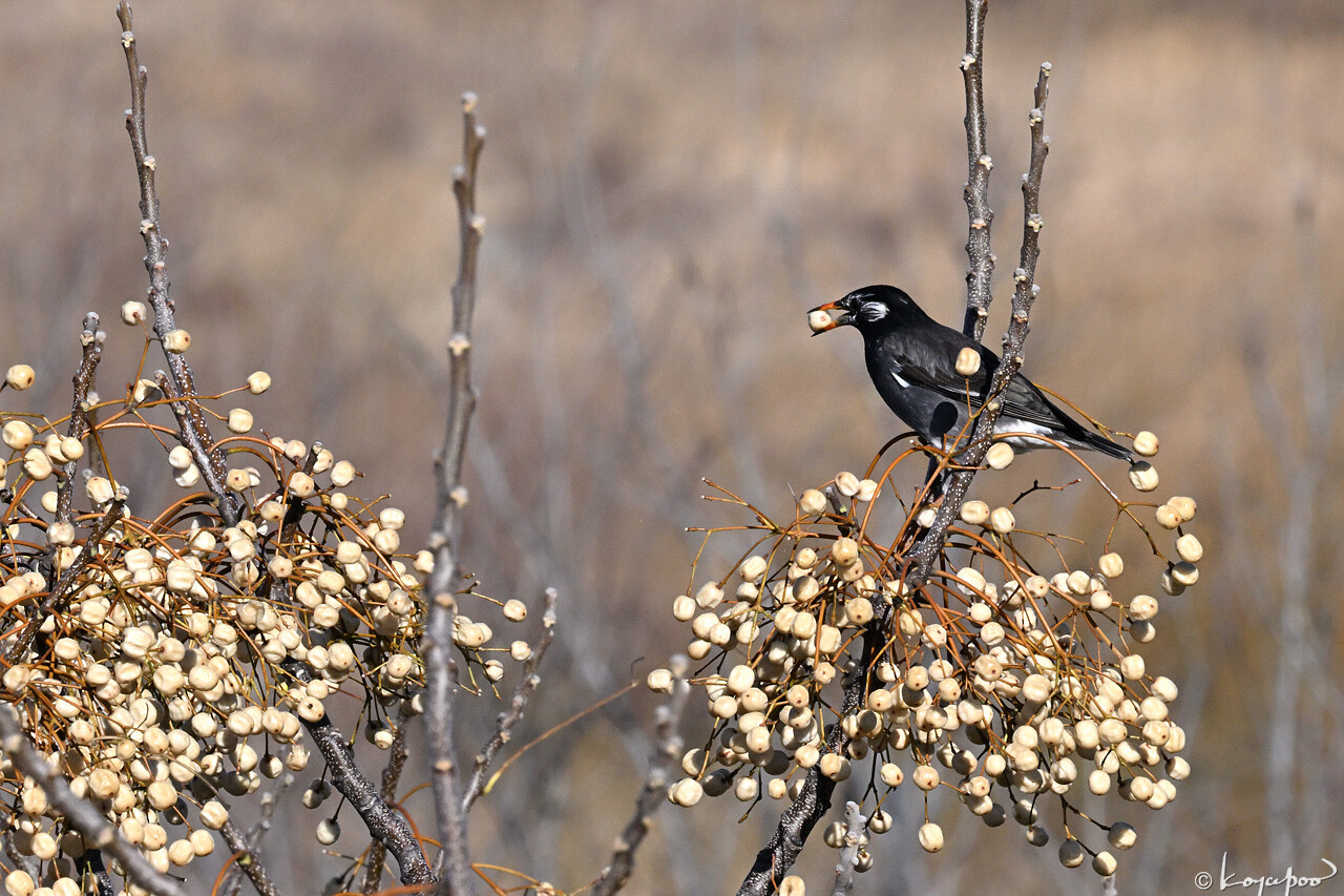 260112X-664xxx1280 ¿�����и�¦ �९�ɥ�