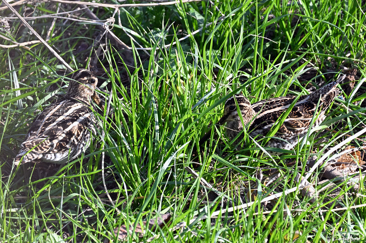 260113X-021x1280 ���� ������