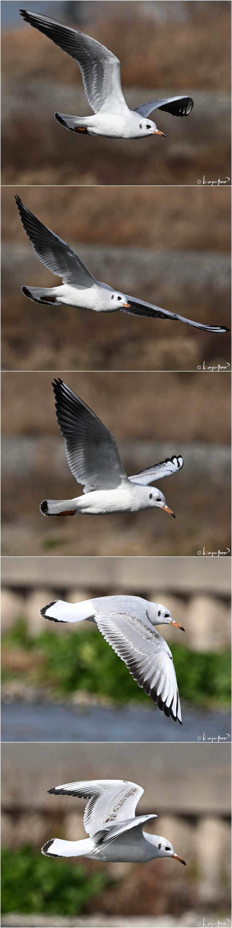 260119X-1059��ꥫ���5���� ¿�����и�¦